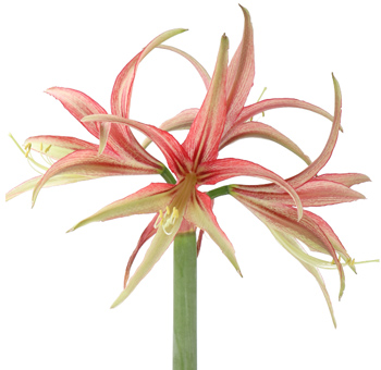 Tango pink bicolor Amaryllis with graceful petals, ideal for weddings, luxe events, or romantic gifts.