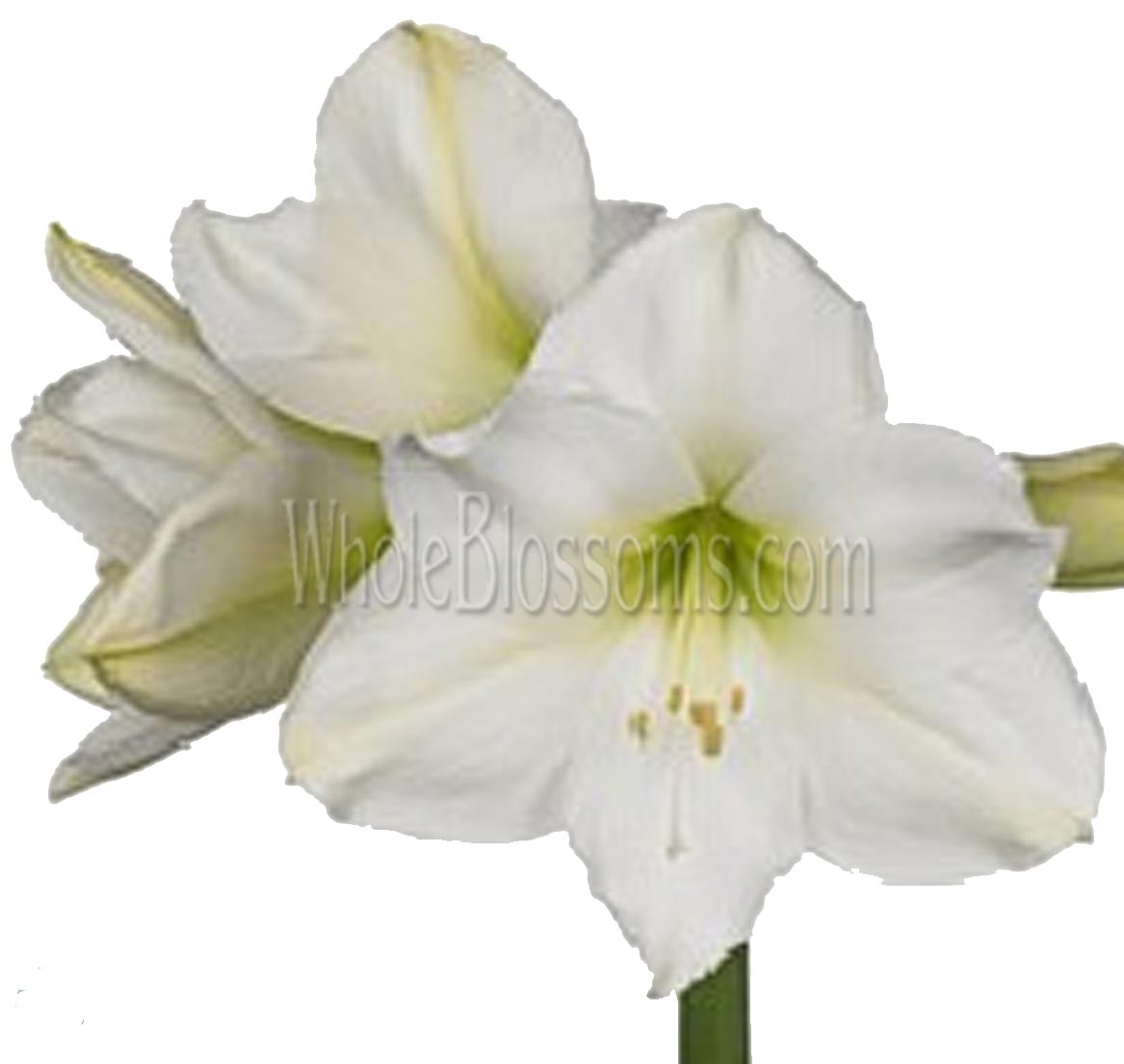 Amaryllis White Wedding Flower