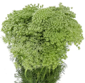 Delicate Ammi Majus Queen Anne\'s Lace offers airy volume, enhancing the natural elegance of wedding bouquets and event décor.