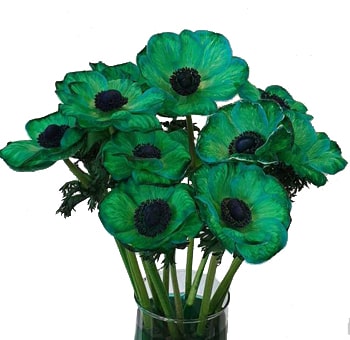 Vibrant green dyed anemones for artistic wedding bouquets, floral gifts, and bold premium event arrangements.