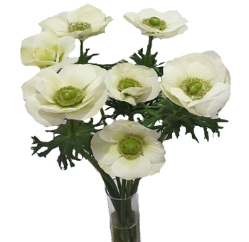 Pure white albino anemone flowers with soft centers, perfect for elegant weddings, premium bouquets, and wholesale flower events.