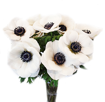 White Anemone Flower
