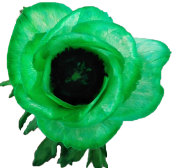 Striking dyed green anemones with bold petals, ideal for modern wedding florals, luxe events, or unique flower designs.