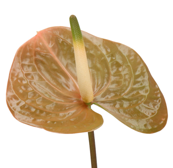 Anthurium Brown - Prestige