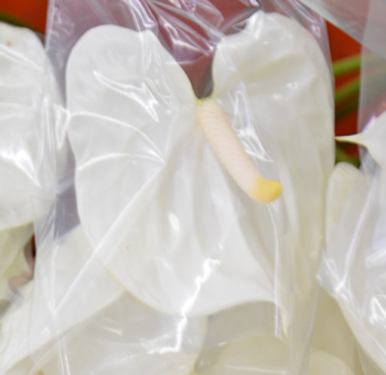 Close-up of a white Anthurium flower wrapped in protective plastic, featuring a smooth heart-shaped petal and a pale yellow spadix.