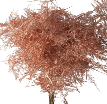 Asparagus Plumosus