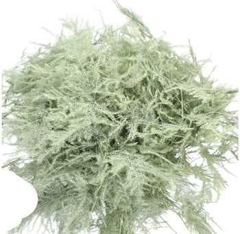 Plumosa Fern