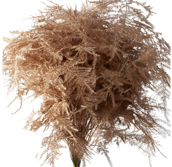 Plumosa Fern