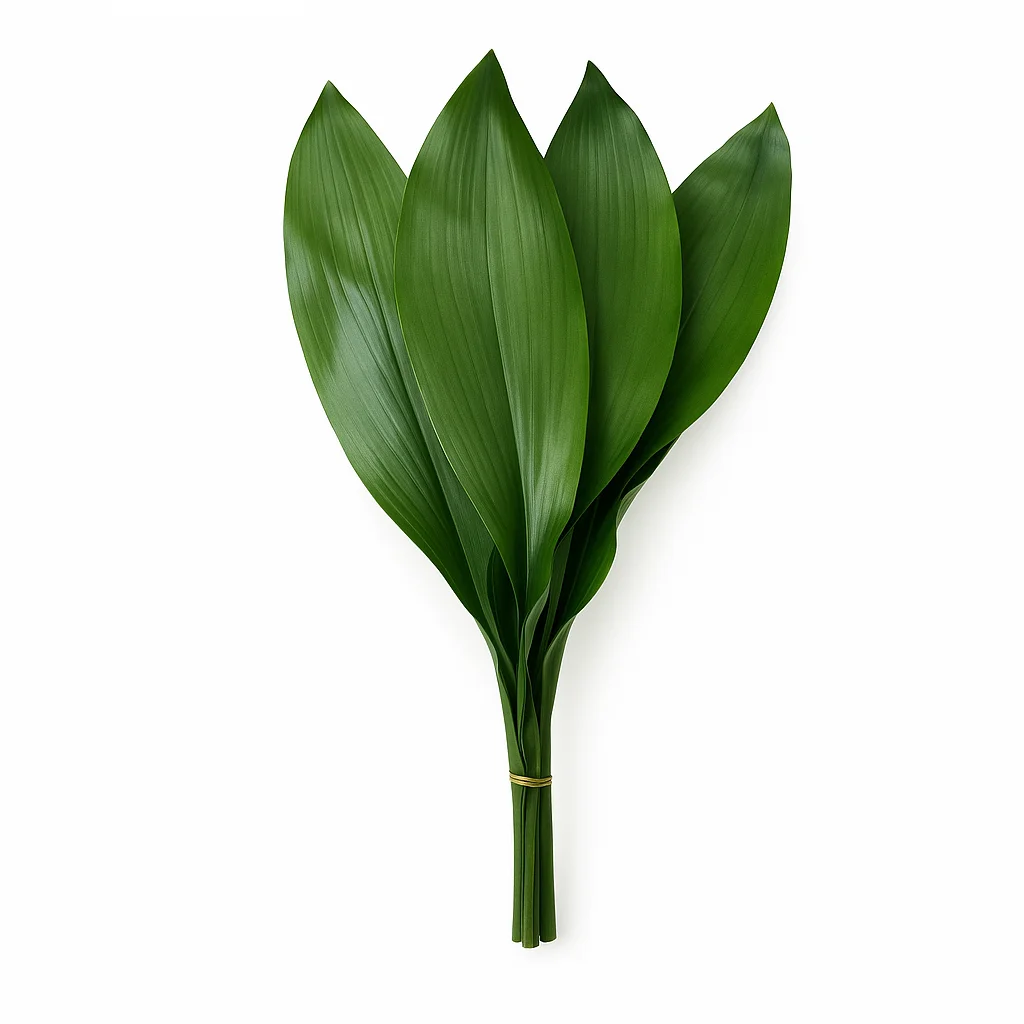 Vertical bundle of five glossy Aspidistra leaves arranged upright against a white background.