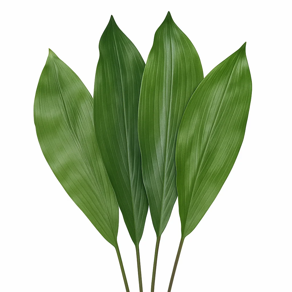 Four large Aspidistra leaves fanned out with visible veining and deep green texture on a clean white background.
