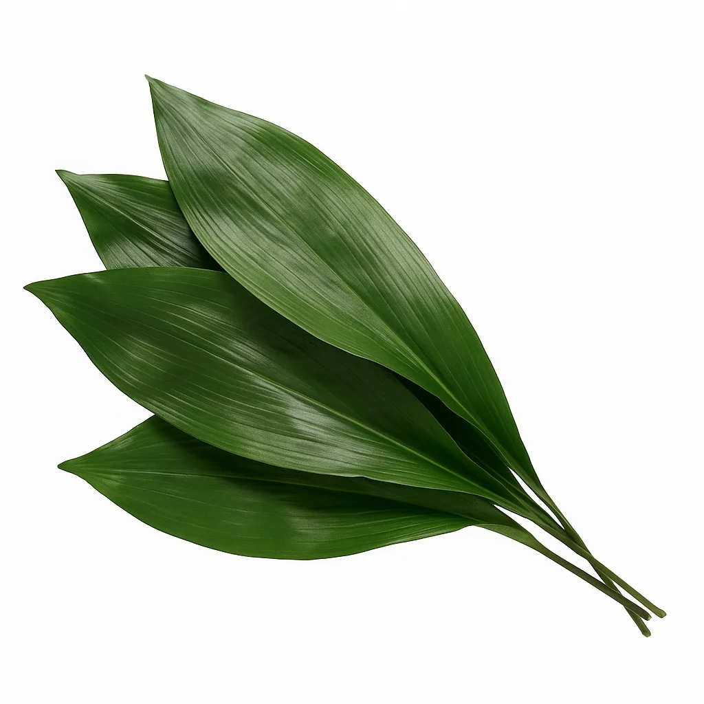 Cluster of Aspidistra leaves arranged in a natural angled layout with white background and no hands visible.