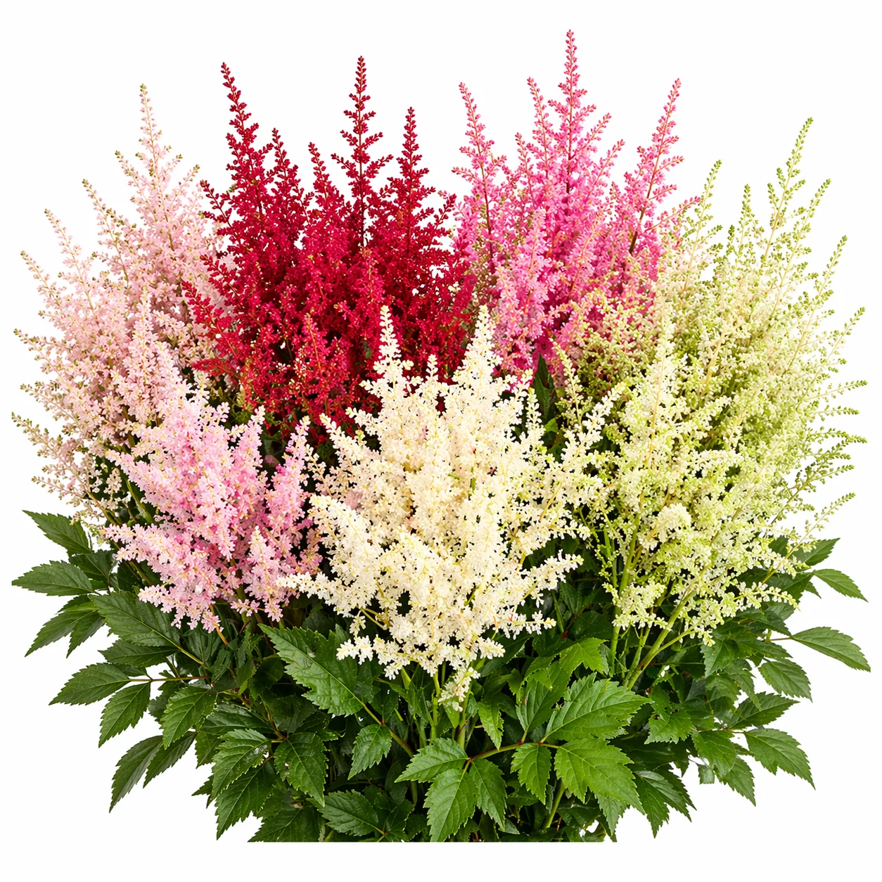 Assorted astilbe stems in blended tones with feathery texture, suited for layered late-season arrangements and décor.