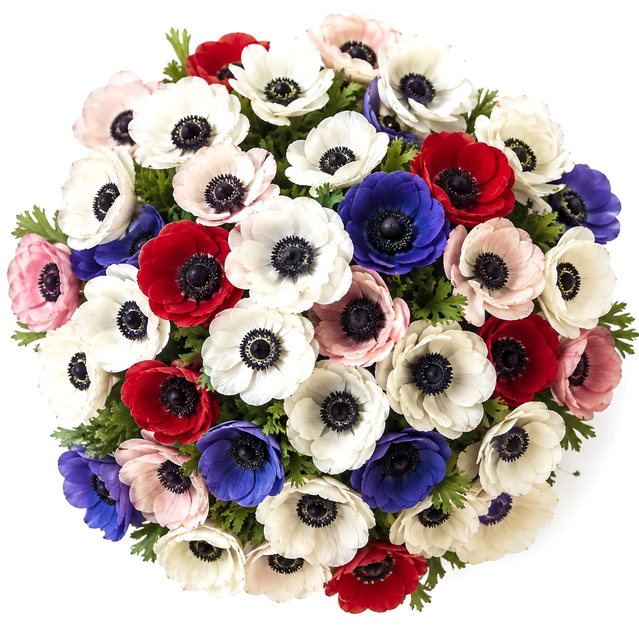 Vibrant farm-fresh wholesale anemones in bulk featuring dark centers for modern event floral designs.