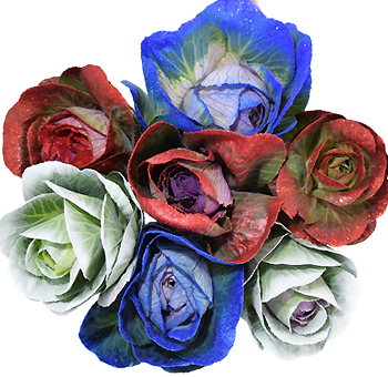 Assorted Tinted Kale