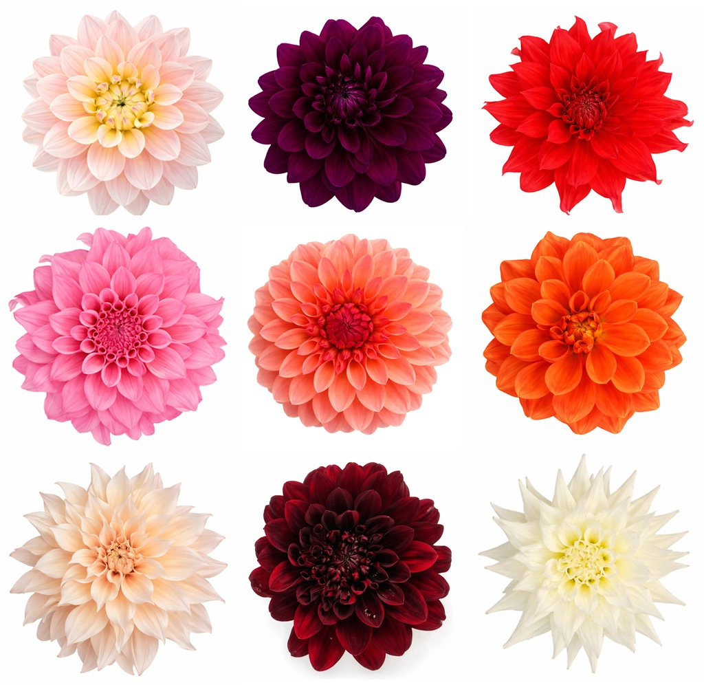 Assorted farm-fresh wholesale dahlias in vibrant pink, red, orange, and white for bulk wedding flower arrangements.