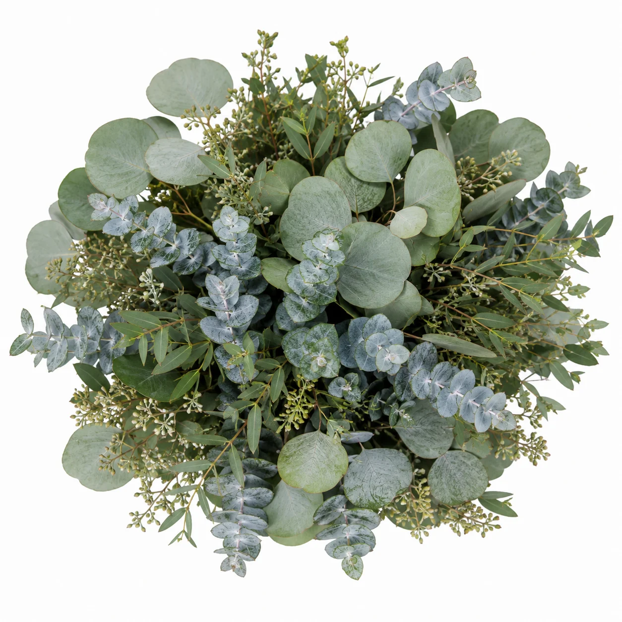 Assorted fresh wholesale eucalyptus greenery featuring silver dollar, baby blue, and seeded eucalyptus for bulk wedding arrangements.