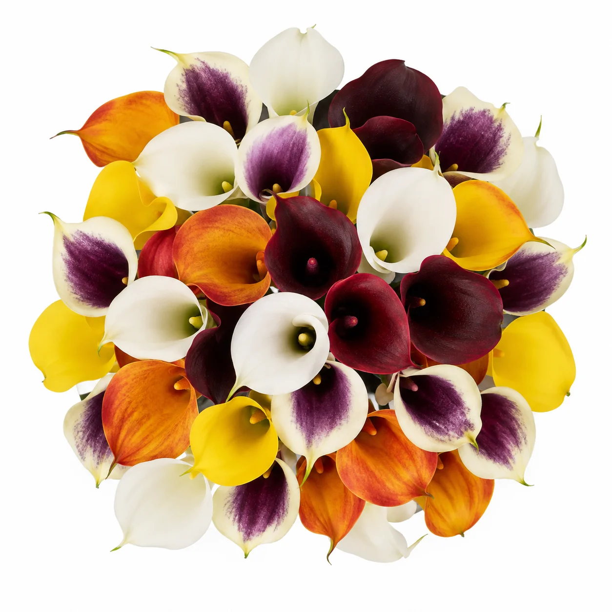 Assorted colorful wholesale mini calla lilies in bulk with yellow, orange, purple, and white blooms for wedding bouquets.