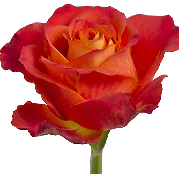 Atomic Bicolor Yellow Rose with a vibrant yellow center and fiery orange edges, perfect for bold floral arrangements and event decorations.