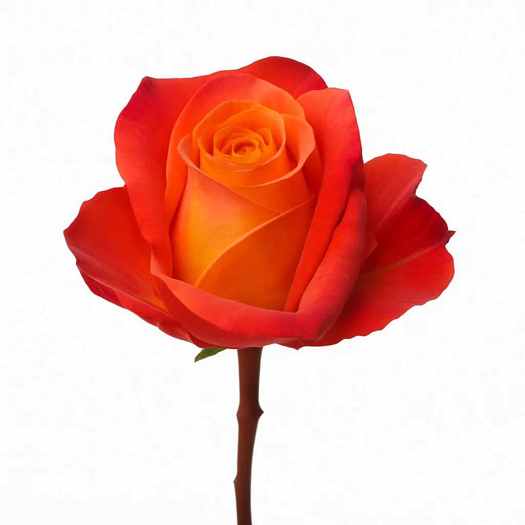A bi-colored atomic rose in full bloom with orange and red petals on a visible stem, centered against a white background in a square frame.
