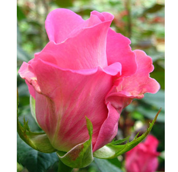 Attache Hot Pink Rose bud with velvety petals and bright pink hue, perfect for weddings, events, and bold floral arrangements.