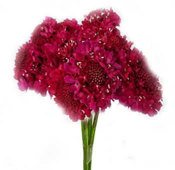 Dark Pink