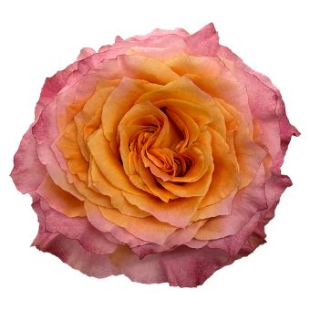Orange Bicolor