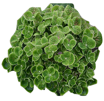Natural Green