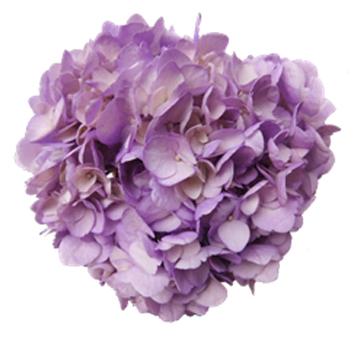 Lavender Tinted