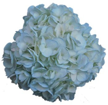 Light Blue Tinted
