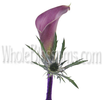 Calla Lily Princess Boutonniere
