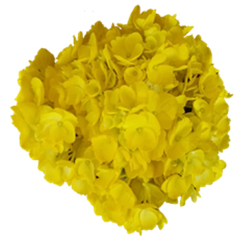 Yellow Tinted