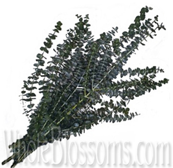 Premium fresh Baby Blue Eucalyptus showcasing its stunning silvery-blue foliage, perfect for adding elegance to floral arrangements and décor.