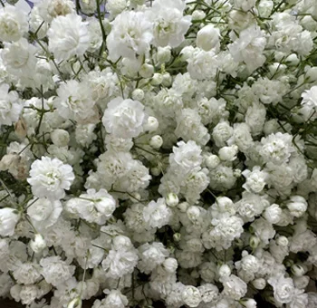 Fresh-cut White Baby\'s Breath in bulk, perfect for elegant floral arrangements and event decoration at Whole Blossoms.