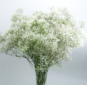 Stunning arrangement of fresh Baby\'s Breath flowers, showcasing their delicate white blooms as elegant filler in a bouquet.
