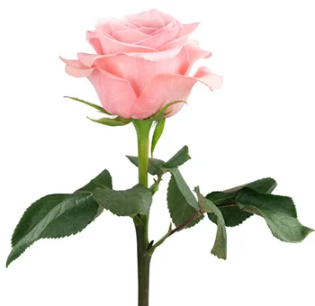 Single stem of Be Sweet light pink rose with lush green leaves, ideal for floral arrangements and DIY wedding bouquets.
