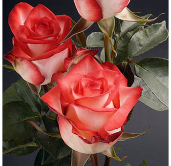 A bouquet of Blush Roses - Bicolor Red Cream with creamy white petals and vibrant red edges, perfect for bold and dramatic floral arrangements.