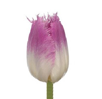 Fringed Bell Song tulips in deep pink tones, ideal for weddings, luxe spring florals, or modern bridal arrangements.