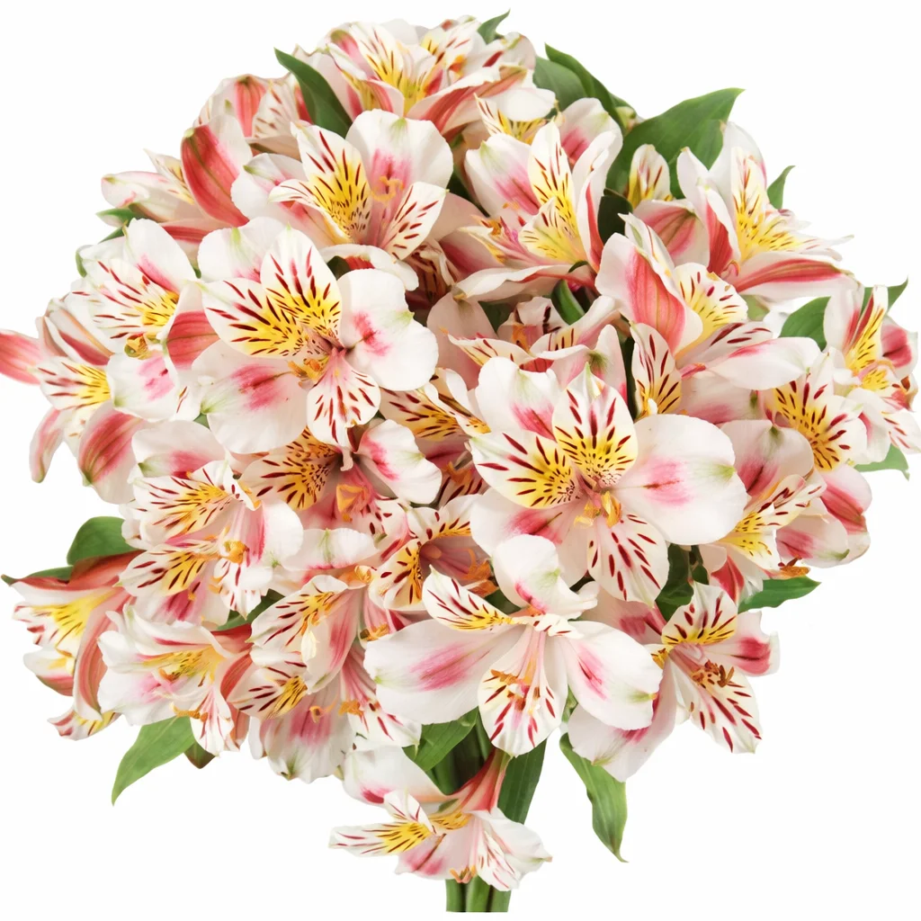 Bicolor white-red alstroemeria blossoms, enhancing a wedding bouquet with dynamic charm and elegance.