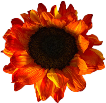 Autumn-inspired arrangement of red sunflowers, offering a dramatic splash of color to enhance the charm of weddings and seasonal celebrations.