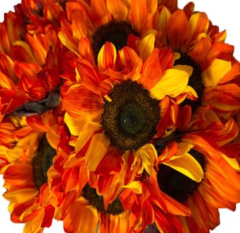 Beautifully cut red sunflowers, rich in autumn hues, designed for elegant fall decor, making a statement in weddings and festive gatherings.