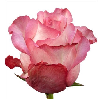 Pink Rose - Juanita Creamy Bicolor Pink Rose - Juanita Creamy Bicolor