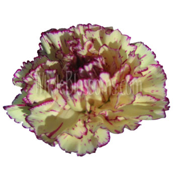 Bicolor Yellow Carnation
