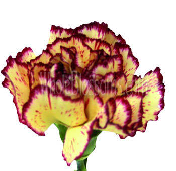 Bicolor Carnation Yellow Red