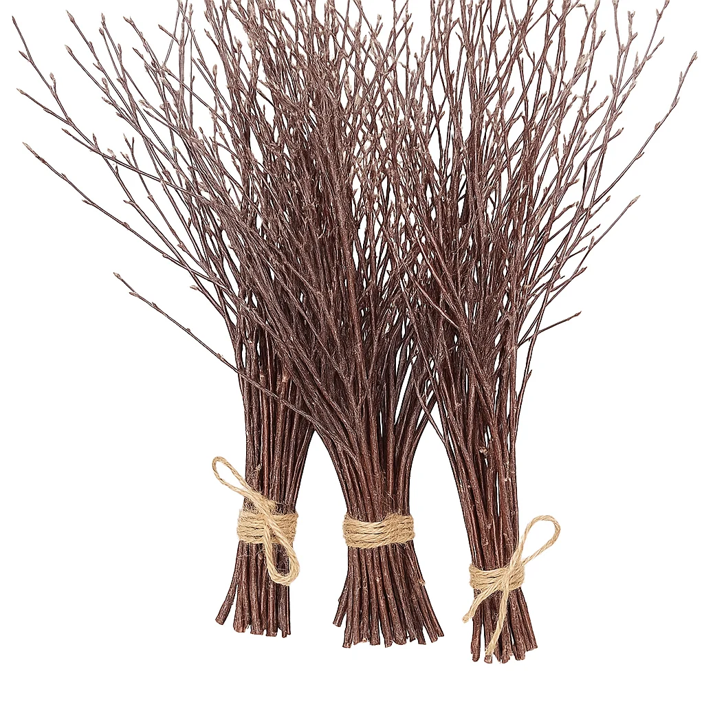 Clustered birch branches tied with rough twine, tips fanning upward with natural texture, isolated on white for event and craft styling.