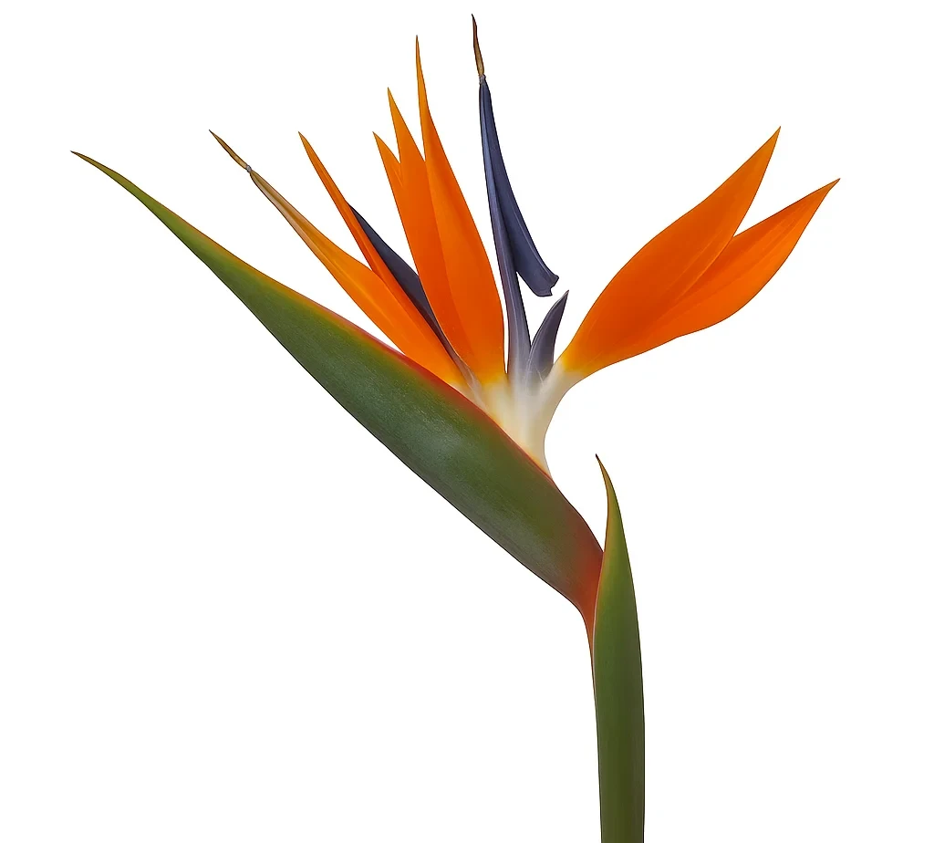 Bird of Paradise flowers in bulk for weddings, tropical centerpieces & events. Wholesale tropical blooms with next-day delivery at unbeatable prices.