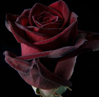 Black Baccara Red Rose with deep, velvety petals, perfect for creating luxurious and dramatic floral arrangements for weddings or special events.