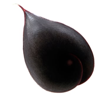 Close-up of a black Calla lily Schwarzwalder bloom, ideal for elegant floral arrangements and modern event décor.
