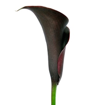 Striking black Calla lily Schwarzwalder flower with a dark bloom, perfect for sophisticated event centerpieces.