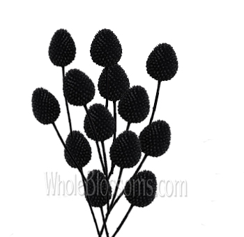 Striking black craspedia arrangement, perfect for adding dramatic flair and unique texture to wedding and event floral designs.