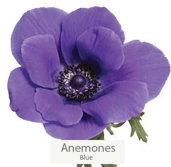 Stunning blue anemones in wedding flower bundle.